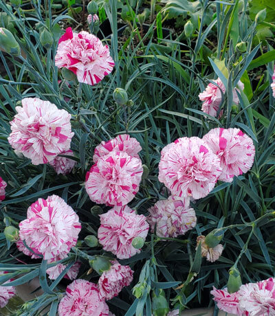 Dianthus 'Pinball Wizard'