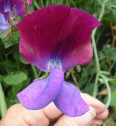 Lathyrus odoratus 'Cupani' "Sweet Pea"