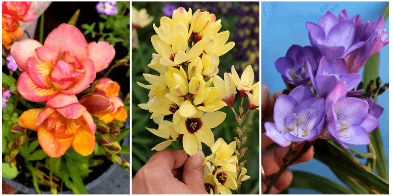 Freesia and Ixia flowers