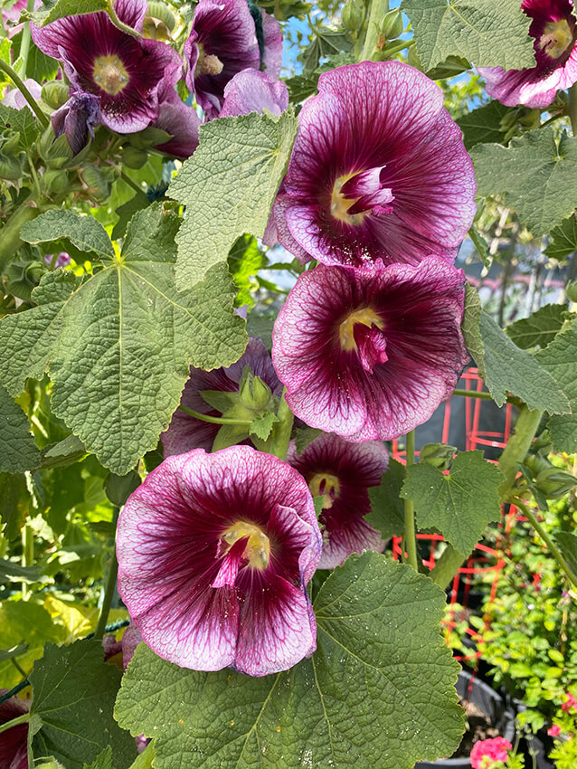 Hollyhock (Alcea rosea) 'Cr�me de Cassis'Houses"