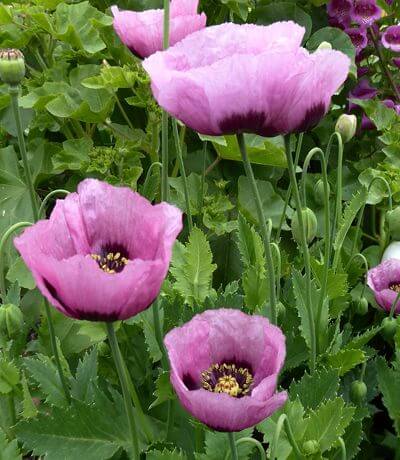 "Poppy of Troy"
