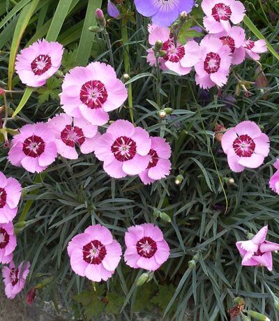 Dianthus plumarius 'Thea Mary'