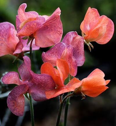 Lathyrus odoratus 'Blue Vein'