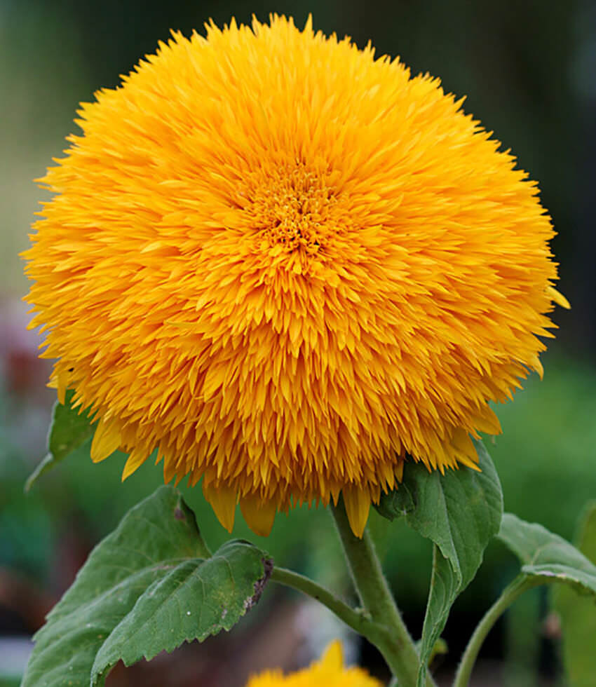 Sunflower, Big Bear - Buy Online at Annies Annuals