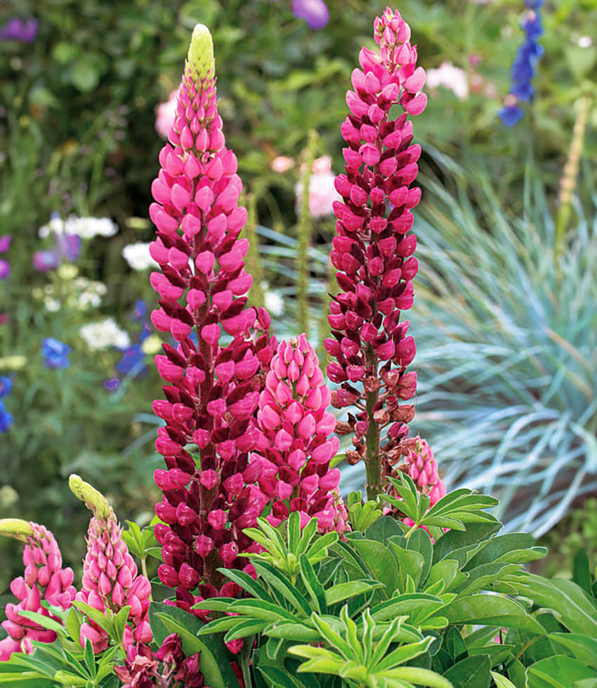 Lupinus regalis, Morello Cherry, Russell Lupine - Annies Annuals