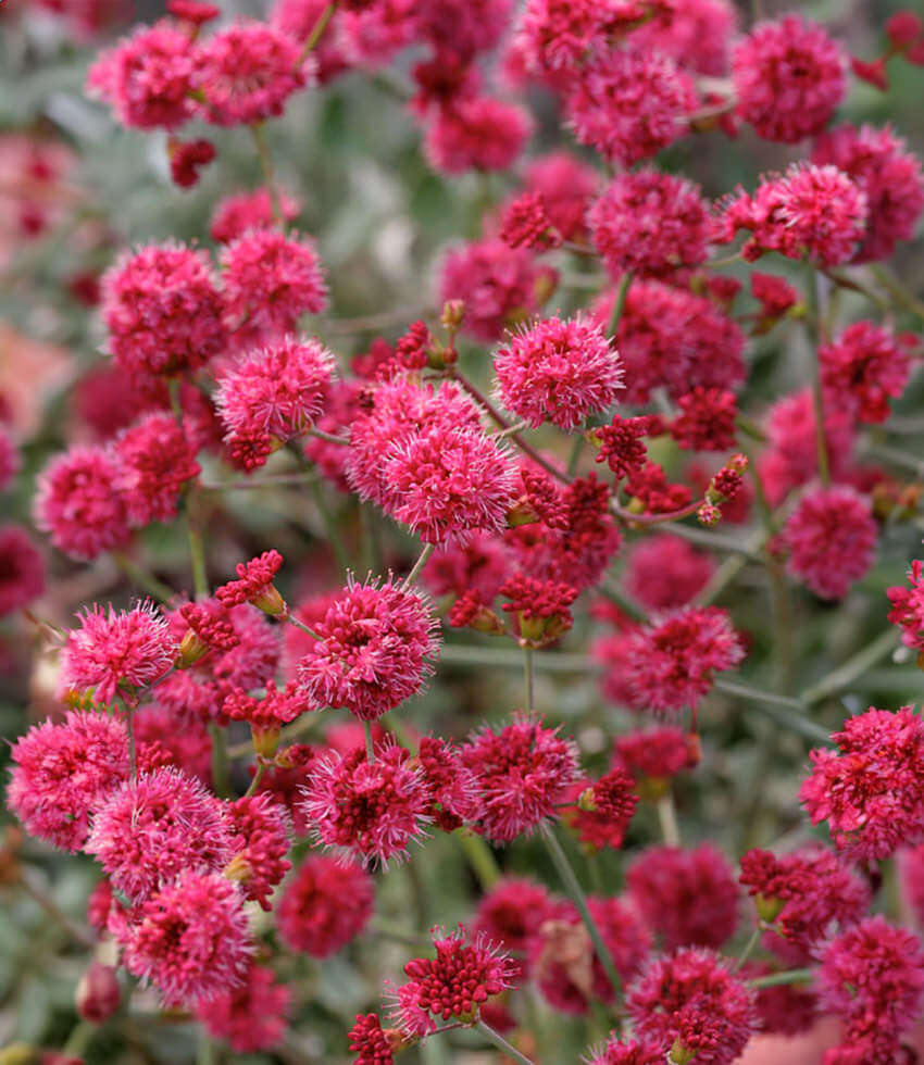 Eriogonum grande rubescens, Red Buckwheat Annies Annuals