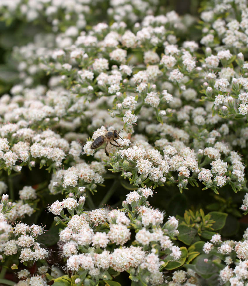 Eriogonum giganteum, (Wild) Buckwheat Buy Online at Annies Annuals