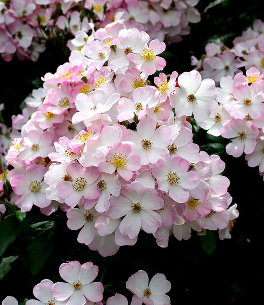 Rosa, Lyda, Hybrid Shrub Rose - Buy Online at Annies Annuals