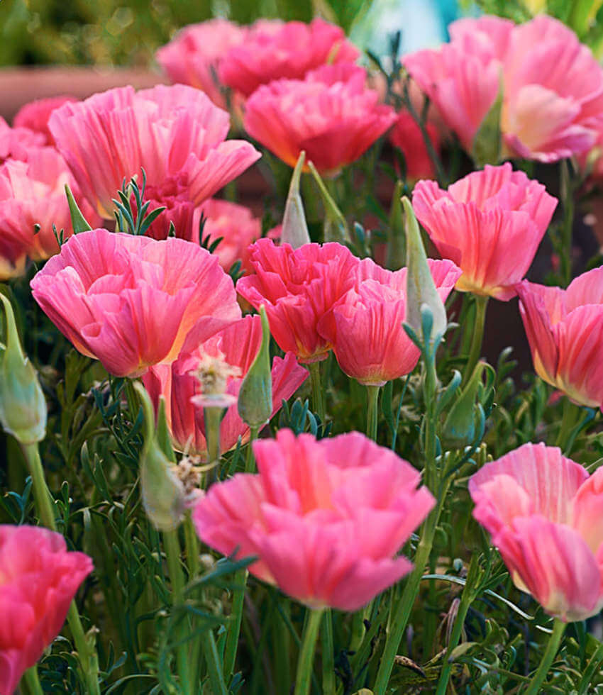 Eschscholzia californica, Rose Chiffon, California Poppy