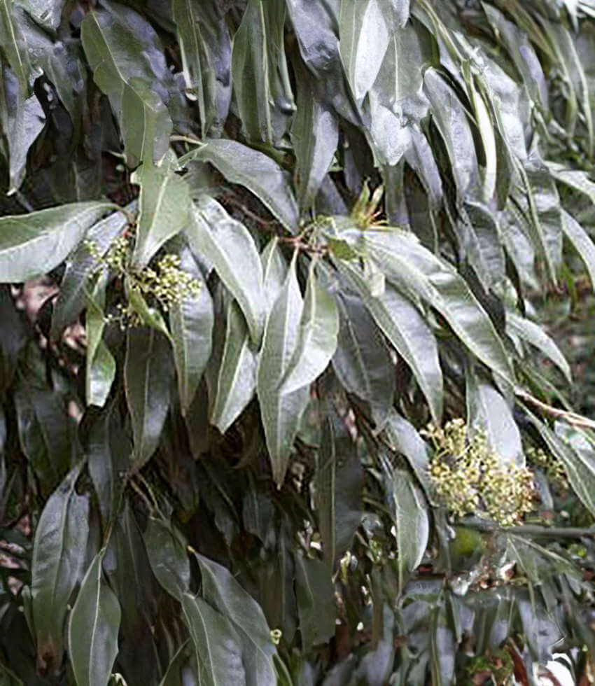 Heteropyxis natalensis, Lavender Tree - Buy Online at Annies Annuals