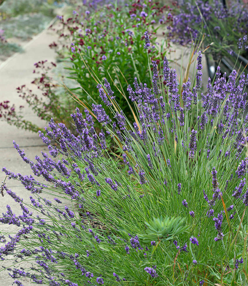 Lavandula X Intermedia, Grosso, Lavandin - Buy Online At Annies Annuals