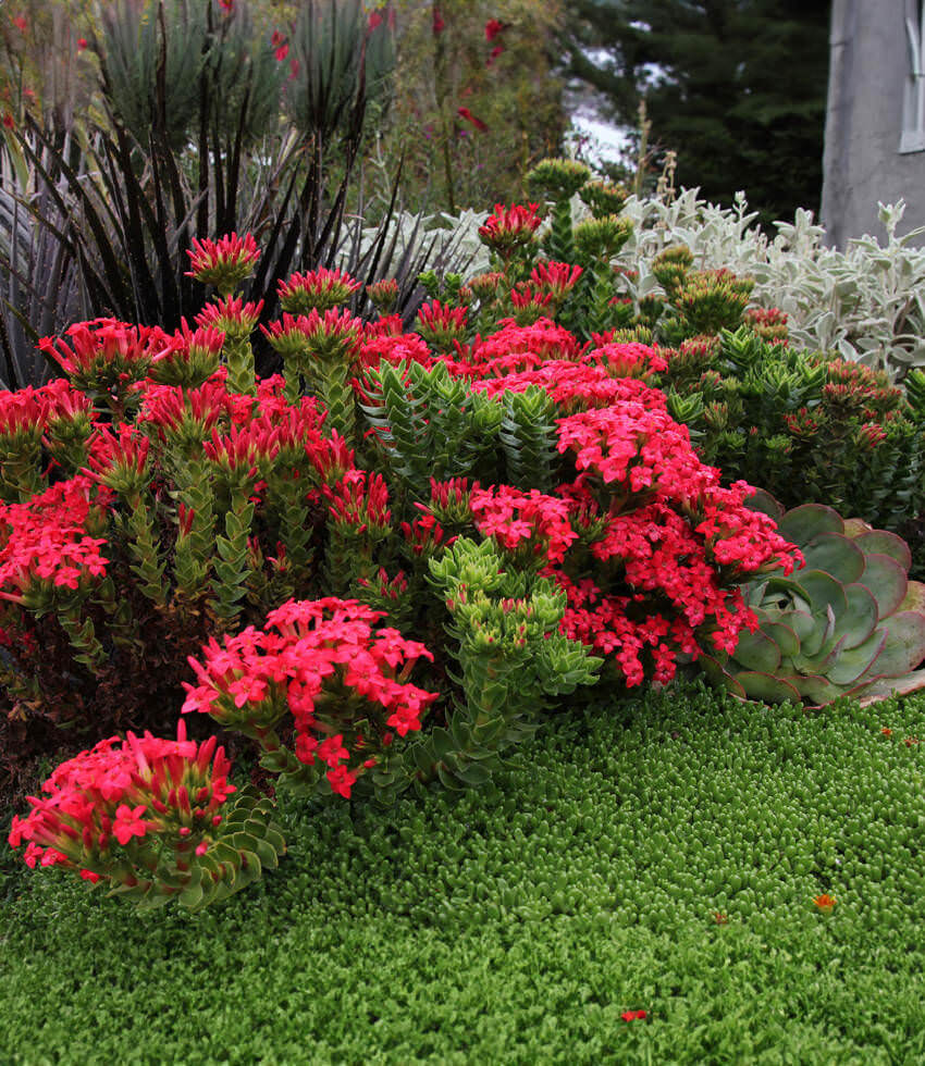 Crassula coccinea, Red Crassula - Buy Online at Annies Annuals