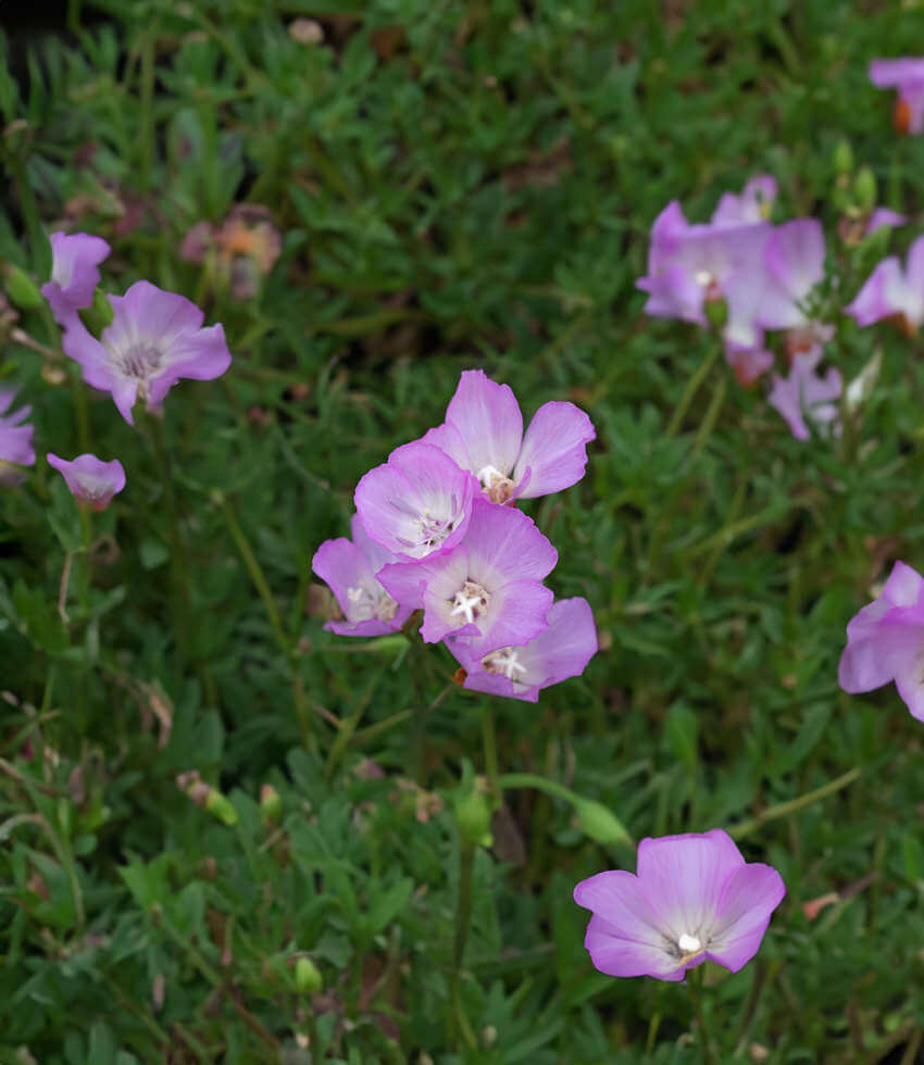 Clarkia bottae, Punch Bowl Godetia Buy Online at Annies Annuals