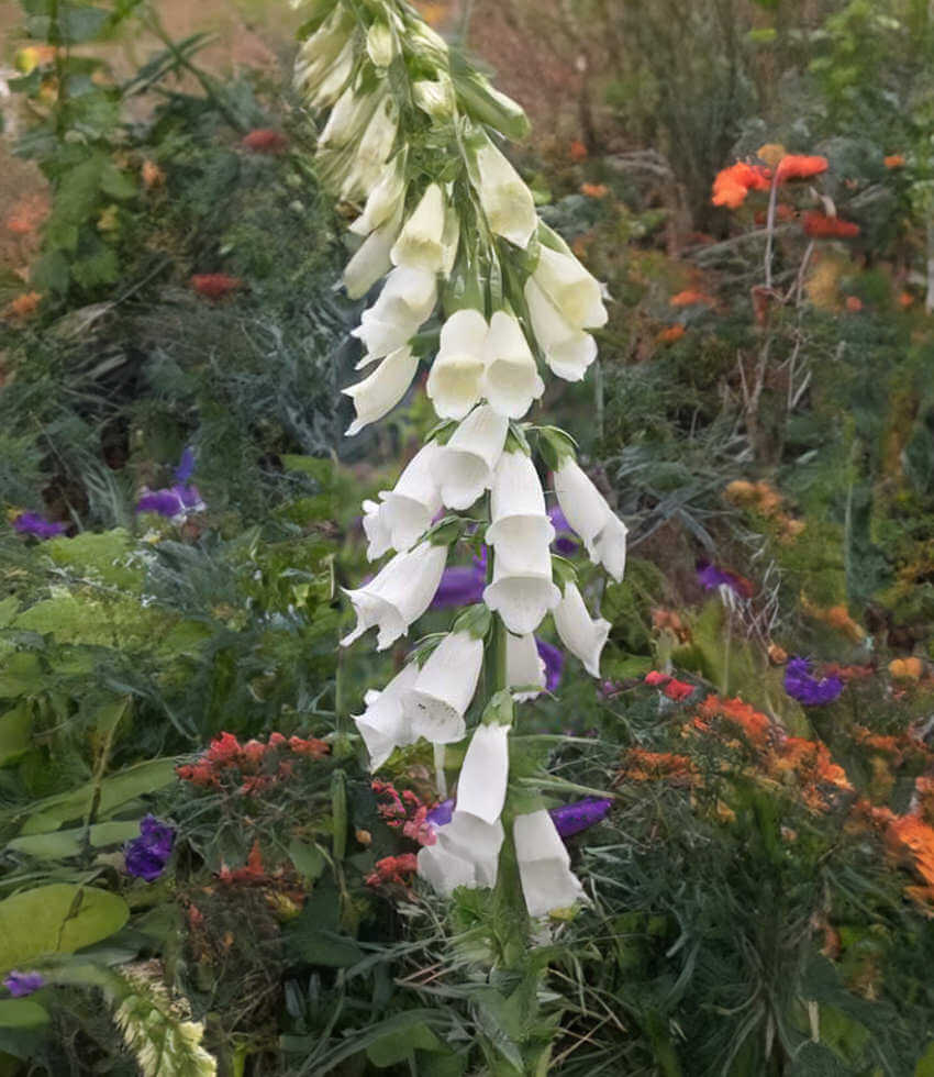 Digitalis purpurea, Snow Thimble, Foxglove Annies Annuals