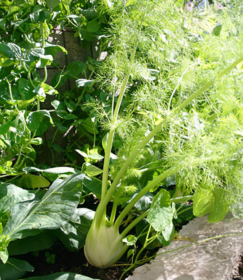 Fennel 6pack, Zefa Fino Buy Online at Annies Annuals