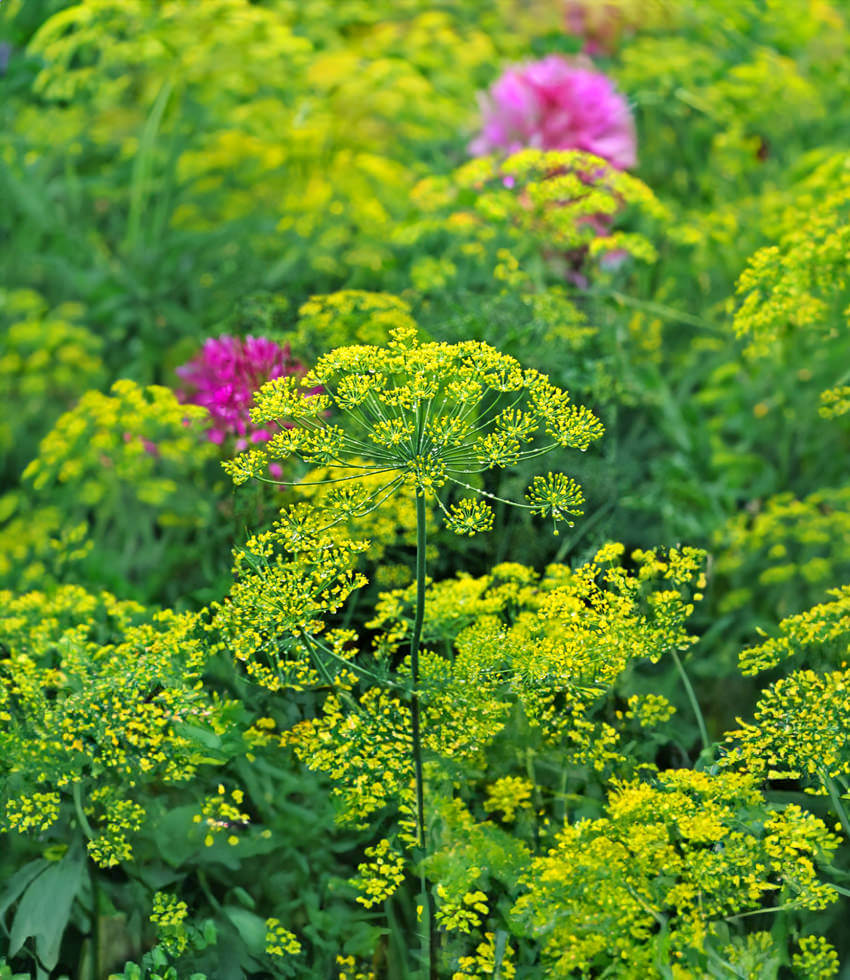 Dill:, Bouquet - Buy Online at Annies Annuals