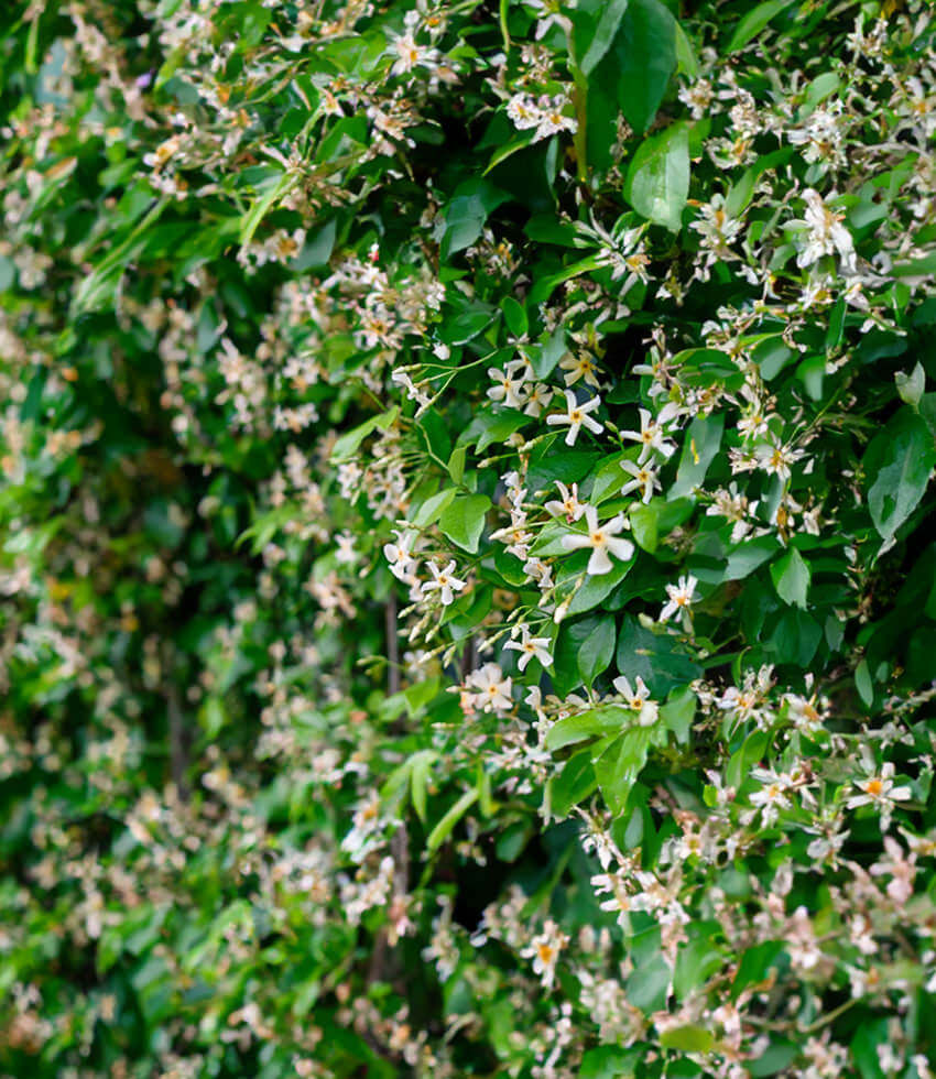 Trachelospermum asiatica, Asiatic Jasmine Annies Annuals