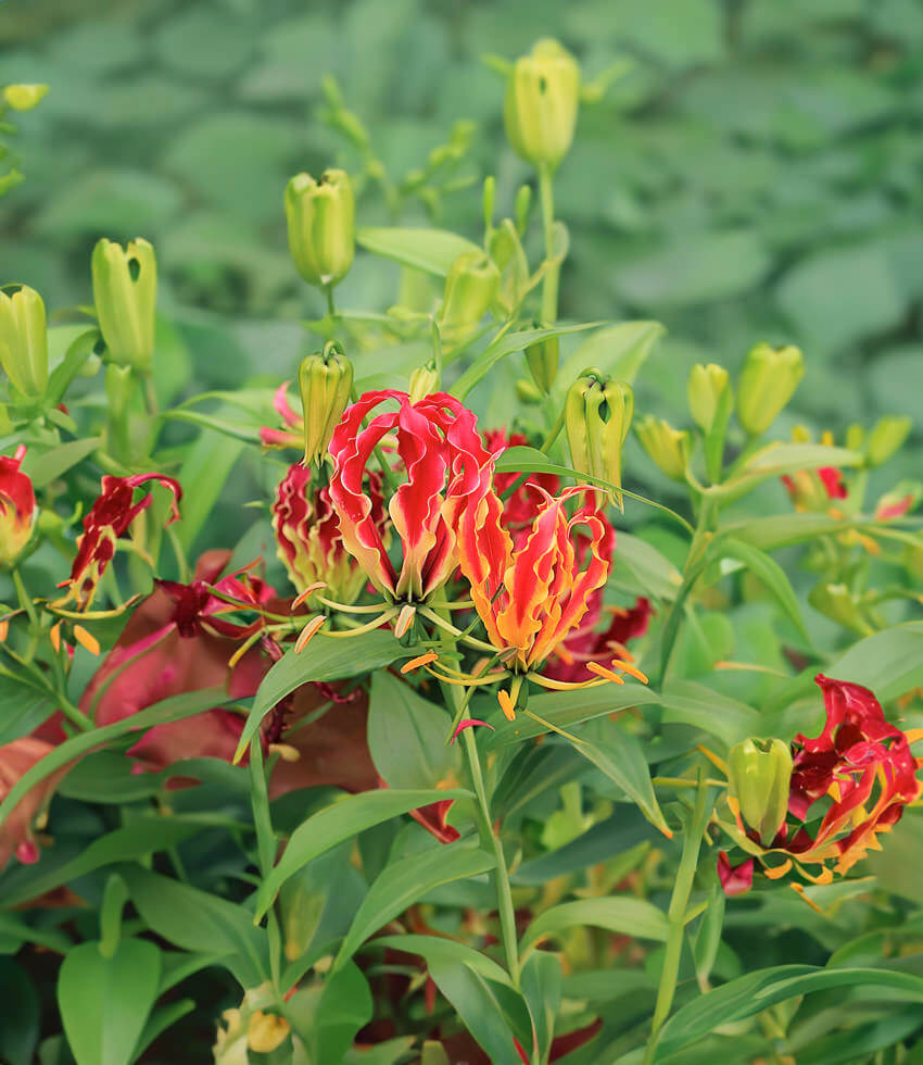Gloriosa rothschildiana, Gloriosa Lily Buy Online at Annies Annuals
