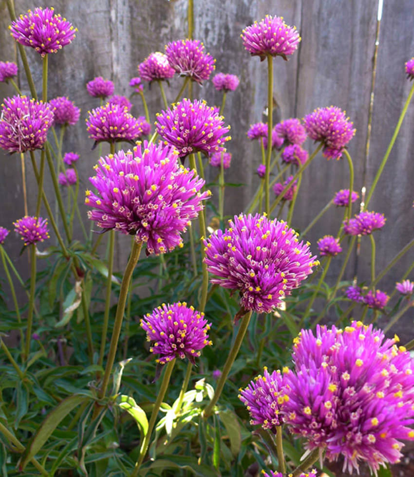 Gomphrena globosa, Fireworks - Buy Online at Annies Annuals