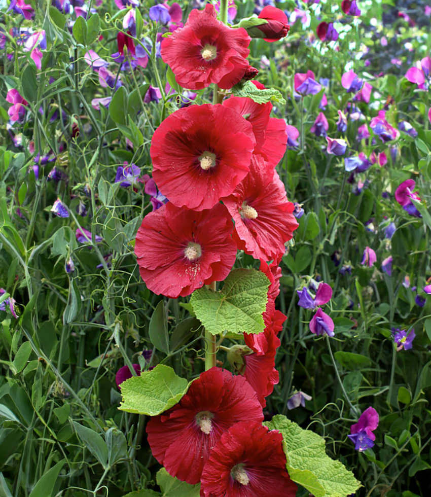 Hollyhock, Mars Magic - Buy Online at Annies Annuals