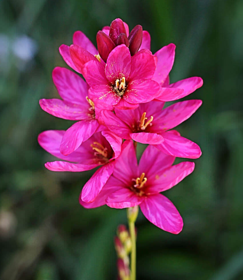 Ixia hybrid, Venus - Buy Online at Annies Annuals