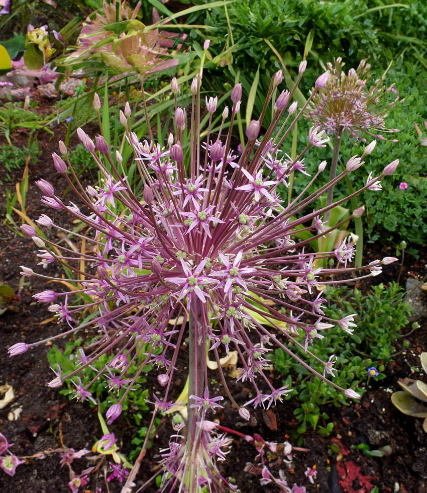 Allium schubertii Buy Online at Annies Annuals