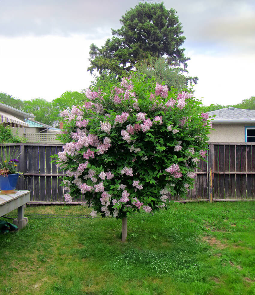 Syringa pubescens patula, Miss Kim, Manchurian Lilac - Annies Annuals