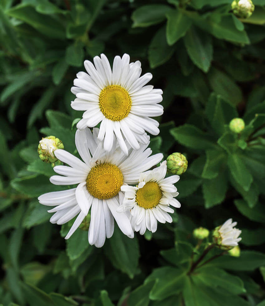 Nipponanthemum nipponicum, Montauk Daisy Buy Online at Annies Annuals