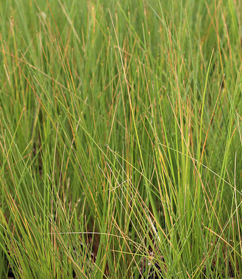 Poa cita, Silver Tussock Grass - Buy Online at Annies Annuals