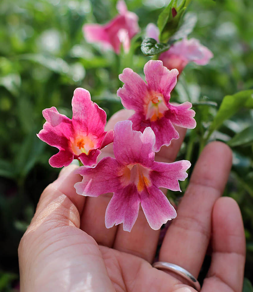 Mimulus, Jelly Bean Purple Pink, Sticky Monkey Flower - Annies Annuals