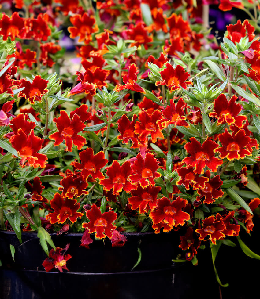 Mimulus, Jelly Bean Fiesta Marigold, Sticky Monkey Flower