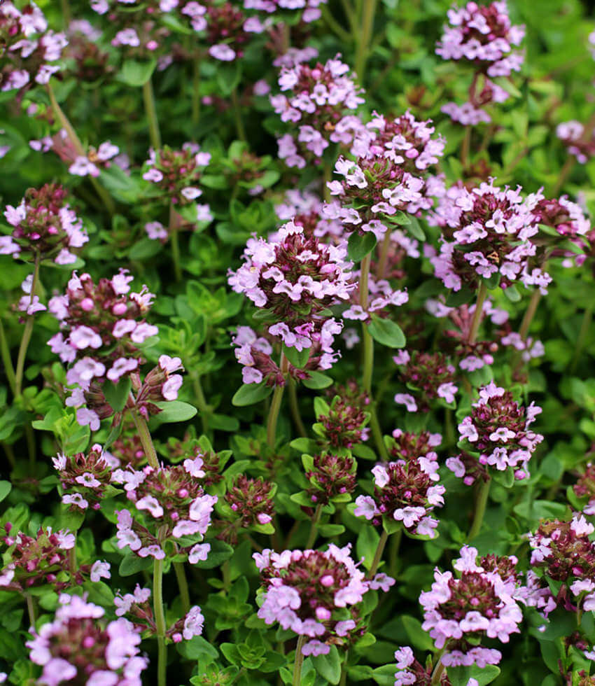 Thyme, Lemon Thyme, Thyme - Buy Online at Annies Annuals