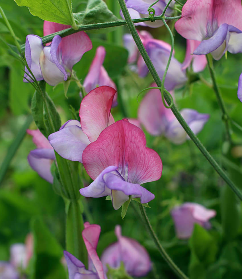 Lathyrus odoratus, Enchante, Sweet Pea - Buy Online at Annies Annuals