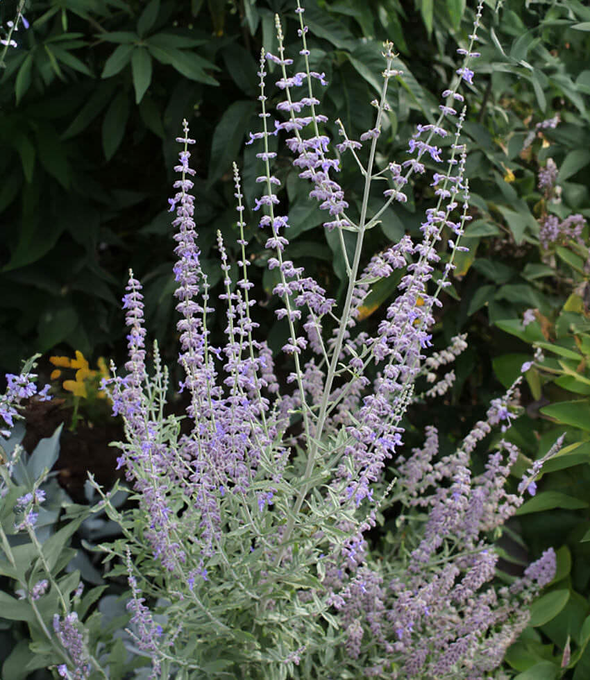 Perovskia, Blue Steel, Russian Sage - Buy Online at Annies Annuals