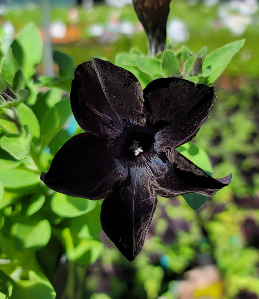 Petunia, Black Mamba - Buy Online at Annies Annuals