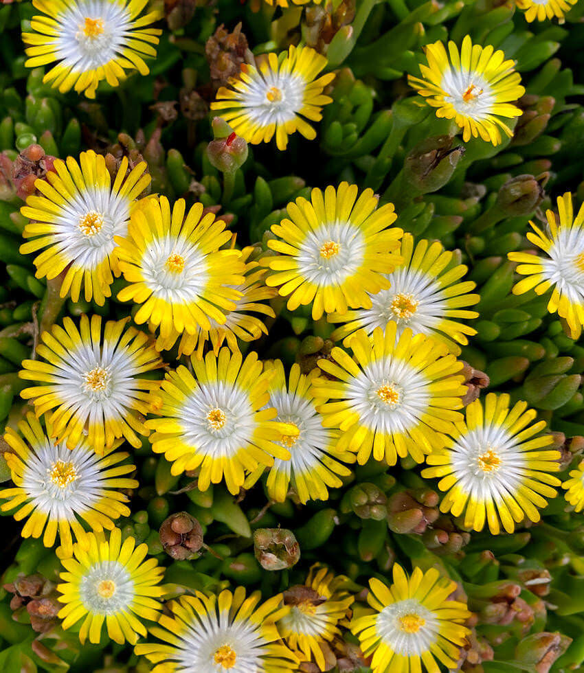 Delosperma, Peridot - Buy Online at Annies Annuals