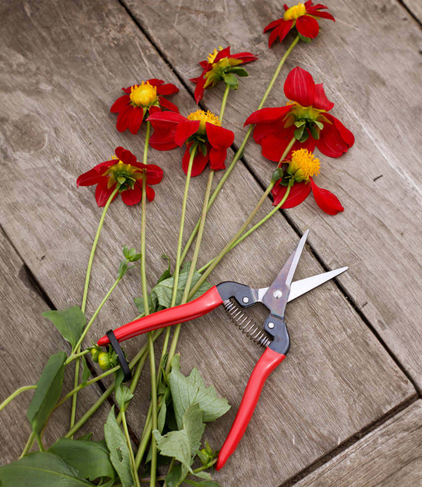 Handtool ARS Needle Nose Pruners Buy Online at Annies Annuals