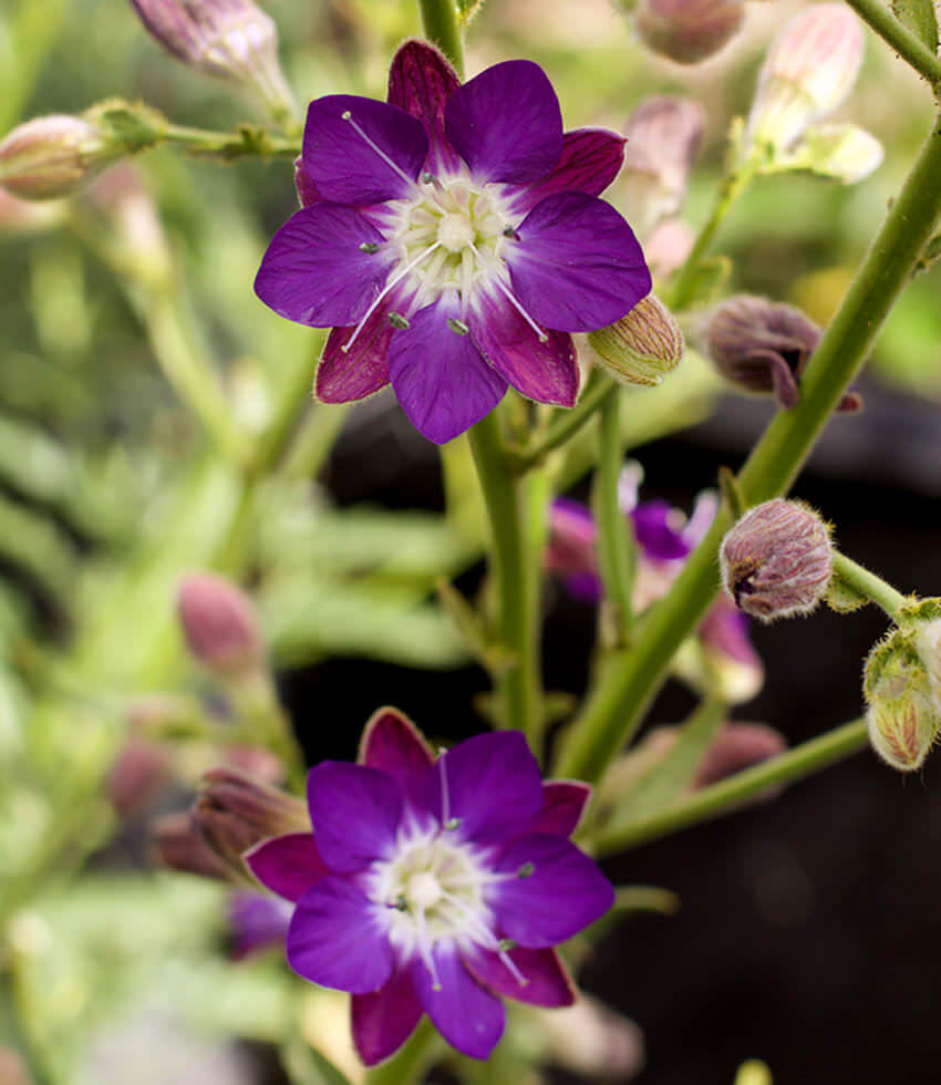 Malesherbia linearifolia, Blue Star of Cordillera Annies Annuals