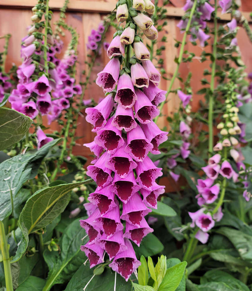 Digitalis purpurea, Sugar Plum Buy Online at Annies Annuals