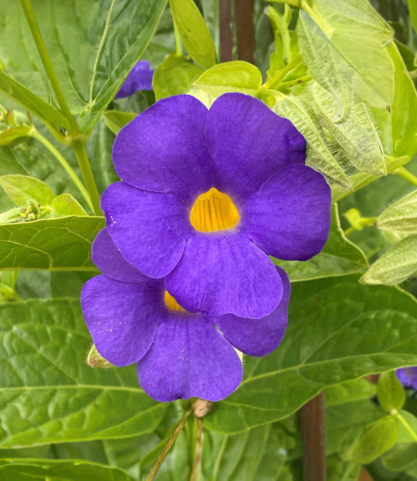 Thunbergia battiscombei, Blue Glory Vine - Buy Online at Annies Annuals