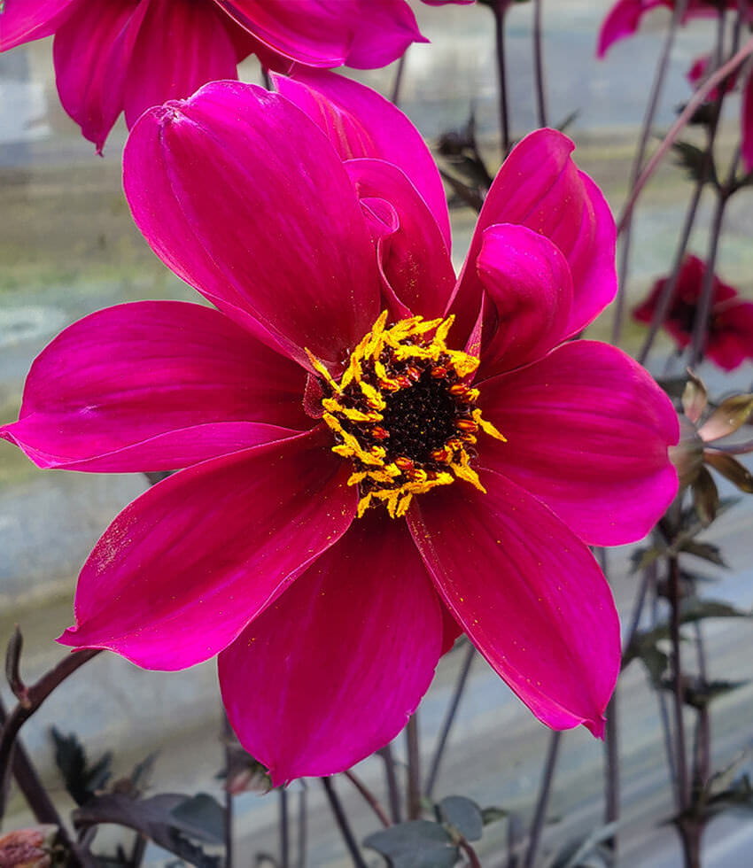 Dahlia, Mystic Wizard - Buy Online at Annies Annuals