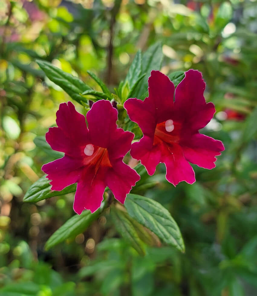 Mimulus, Jelly Bean Betabel - Buy Online at Annies Annuals