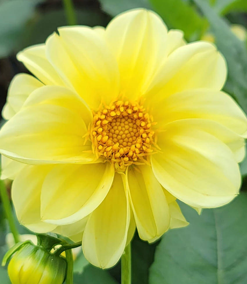 Dahlia variabilis, Pompon Buy Online at Annies Annuals