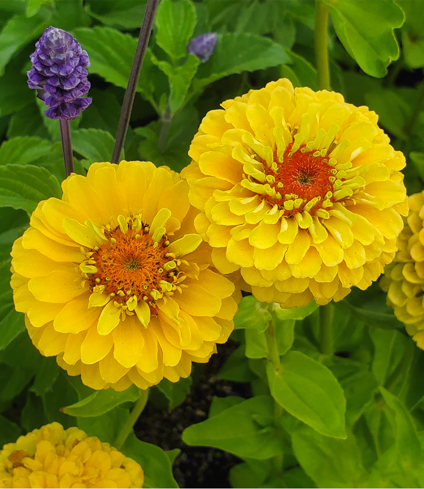 Zinnia elegans, Queen Lemon Peach Buy Online at Annie's Annuals