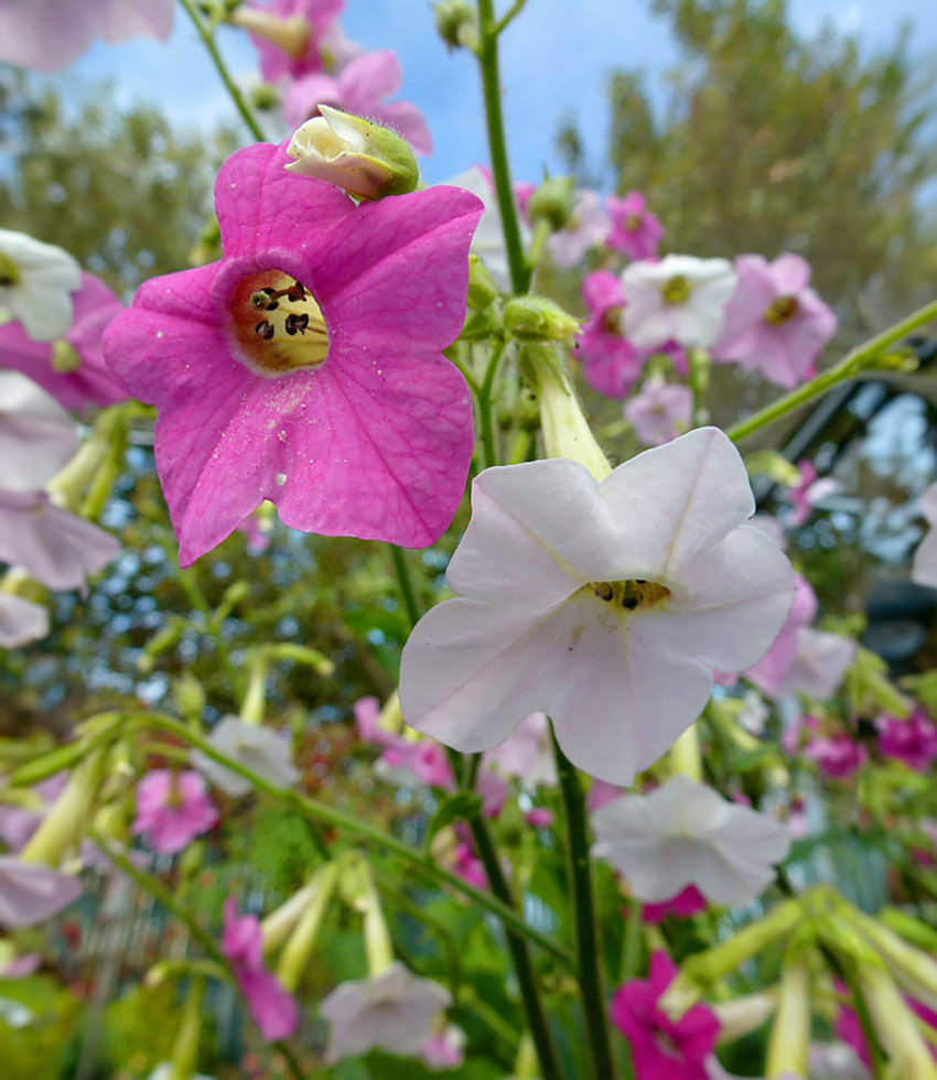 Nicotiana mutabilis - Buy Online at Annies Annuals