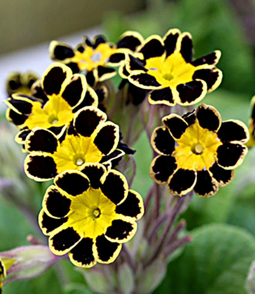 Primula polyantha, Victoriana Gold Laced Black Annies Annuals