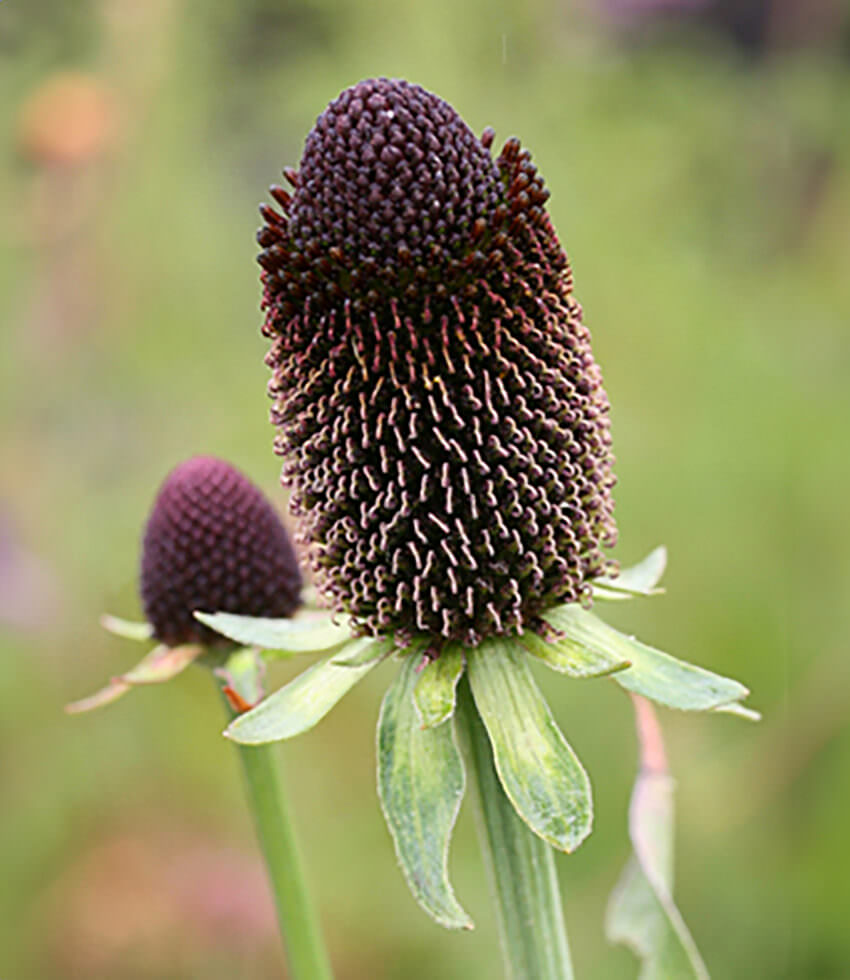 Rudbeckia occidentalis, Green Wizard Buy Online at Annies Annuals
