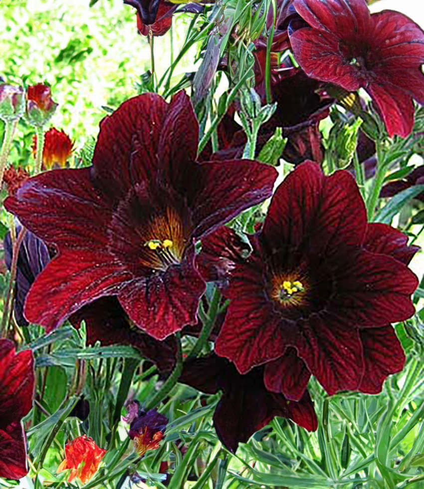 Salpiglossis, Chocolate Royal, Painted Tongue Annies Annuals