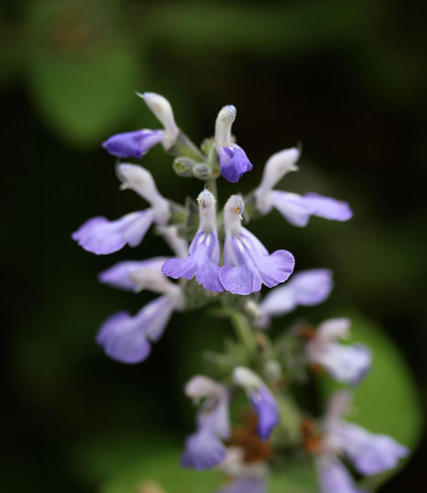 Salvia melissodora, Grape Scented Sage - Buy Online at Annies Annuals