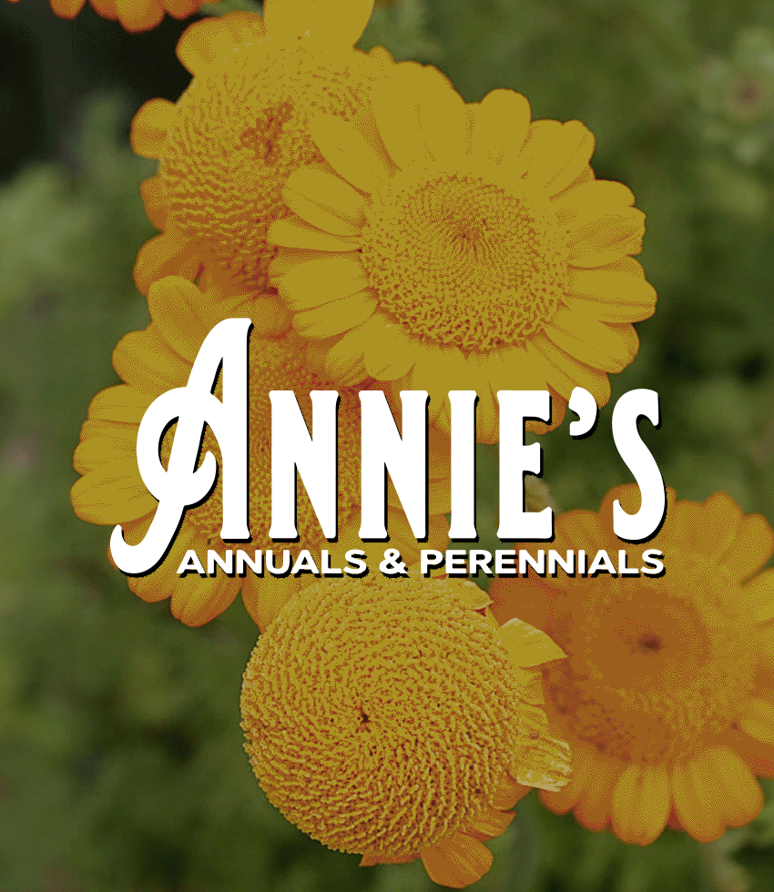 Rhamnus californica, Mound San Bruno Buy Online at Annies Annuals